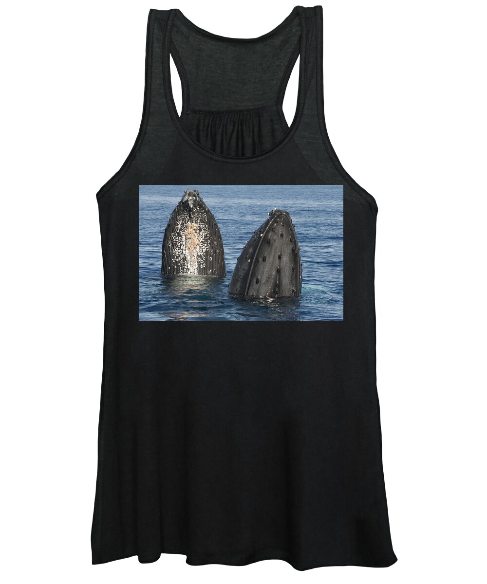 Feb0514 Women's Tank Top featuring the photograph Humpback Whale Males Spyhopping Maui by Flip Nicklin