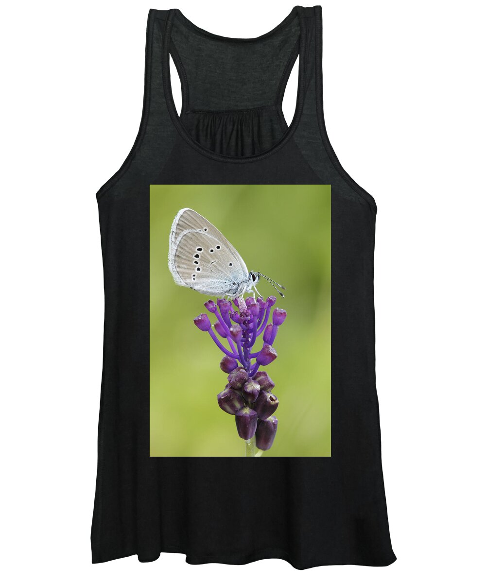 Silvia Reiche Women's Tank Top featuring the photograph Mazarine Blue Butterfly Dordogne France by Silvia Reiche
