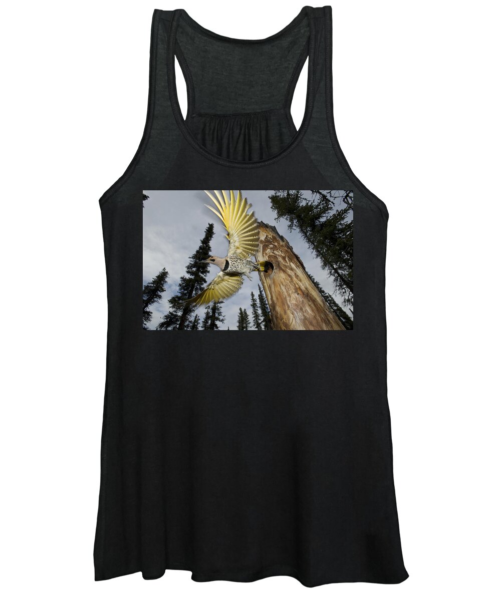 Michael Quinton Women's Tank Top featuring the photograph Northern Flicker Leaving Nest Cavity by Michael Quinton