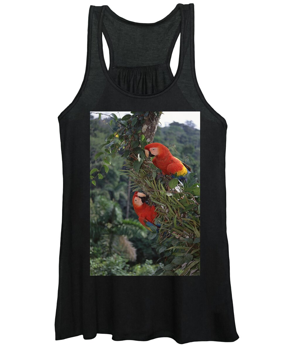 Feb0514 Women's Tank Top featuring the photograph Scarlet Macaws In Rainforest Canopy by Tui De Roy