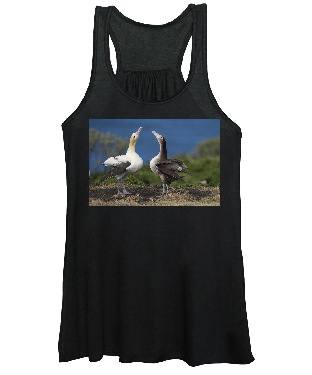 536841 Women's Tank Top featuring the photograph Short-tailed Albatross Courting by Tui De Roy