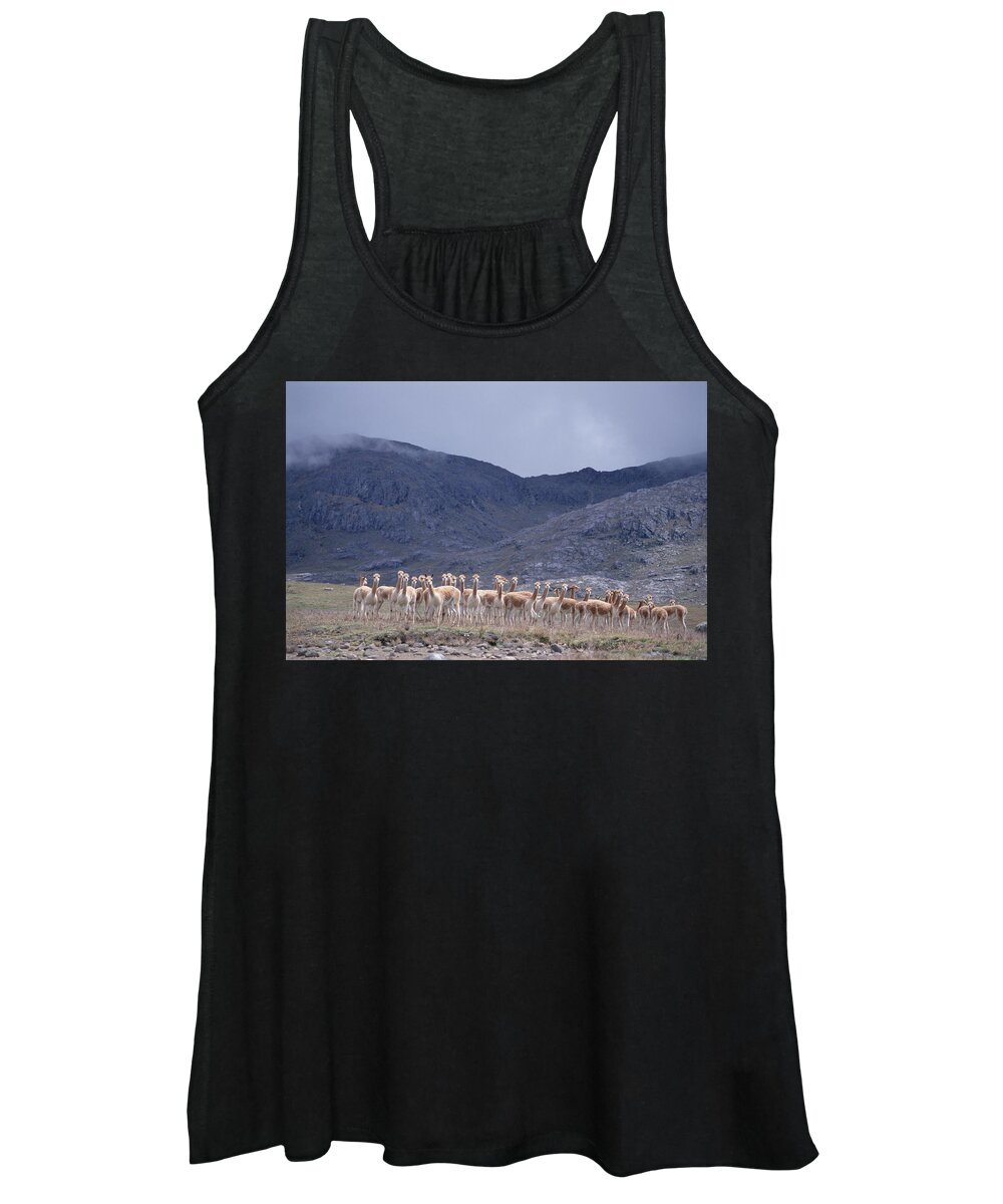 Feb0514 Women's Tank Top featuring the photograph Vicuna Bachelors Peruvian Andes Peru by Tui De Roy