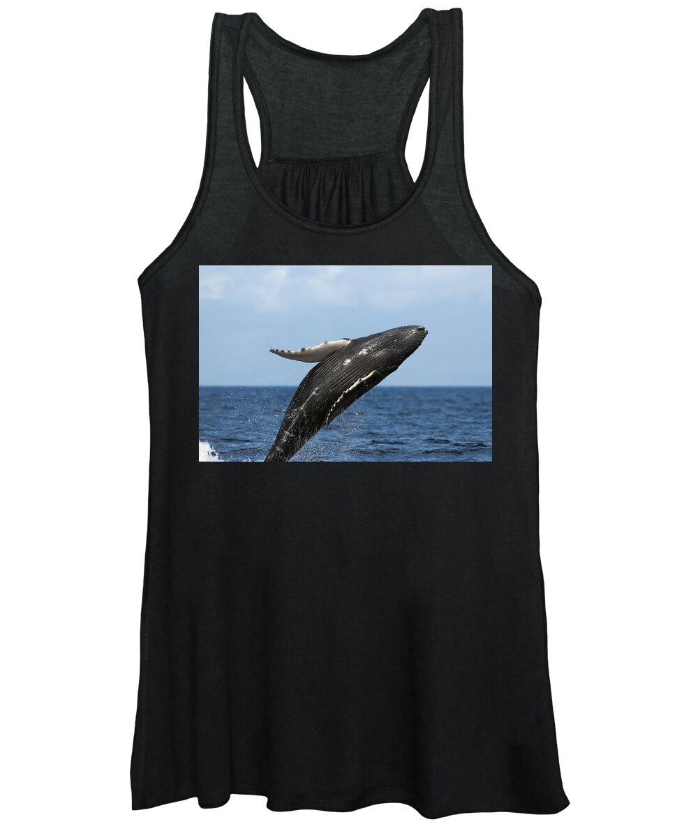 00439460 Women's Tank Top featuring the photograph Humpback Whale Breaching Maui Hawaii #1 by Flip Nicklin