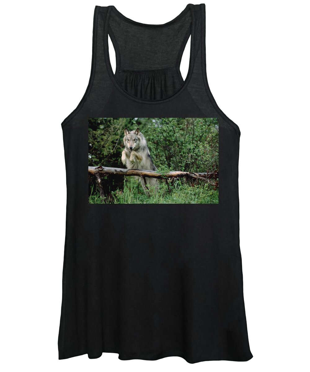 00172293 Women's Tank Top featuring the photograph Timber Wolf Leaping Over Fallen Log #1 by Tim Fitzharris