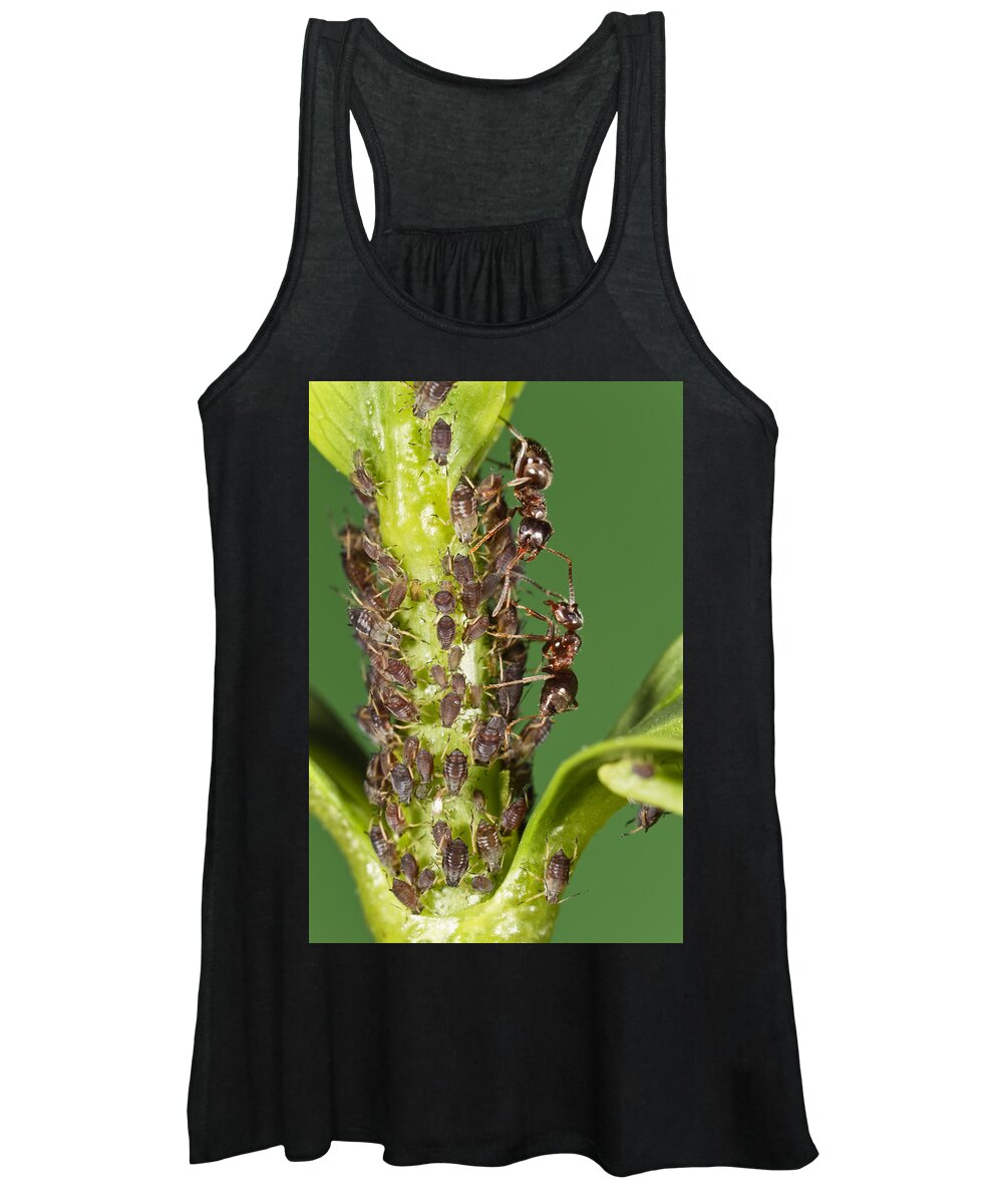 Mp Women's Tank Top featuring the photograph Ant Formicidae Pair Protecting Aphids by Konrad Wothe