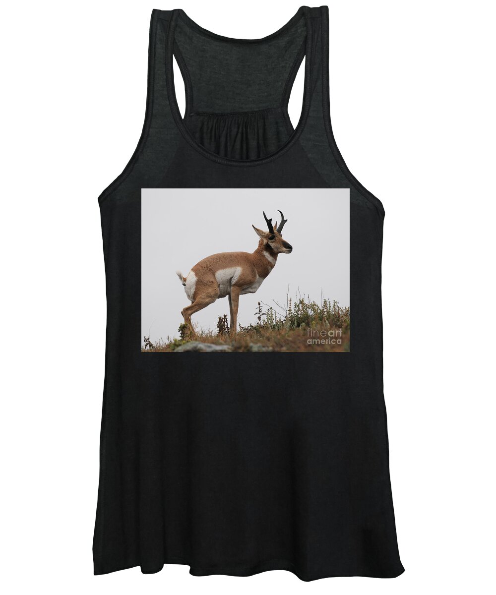 Antelope Women's Tank Top featuring the photograph Antelope Critiques Photography by Art Whitton