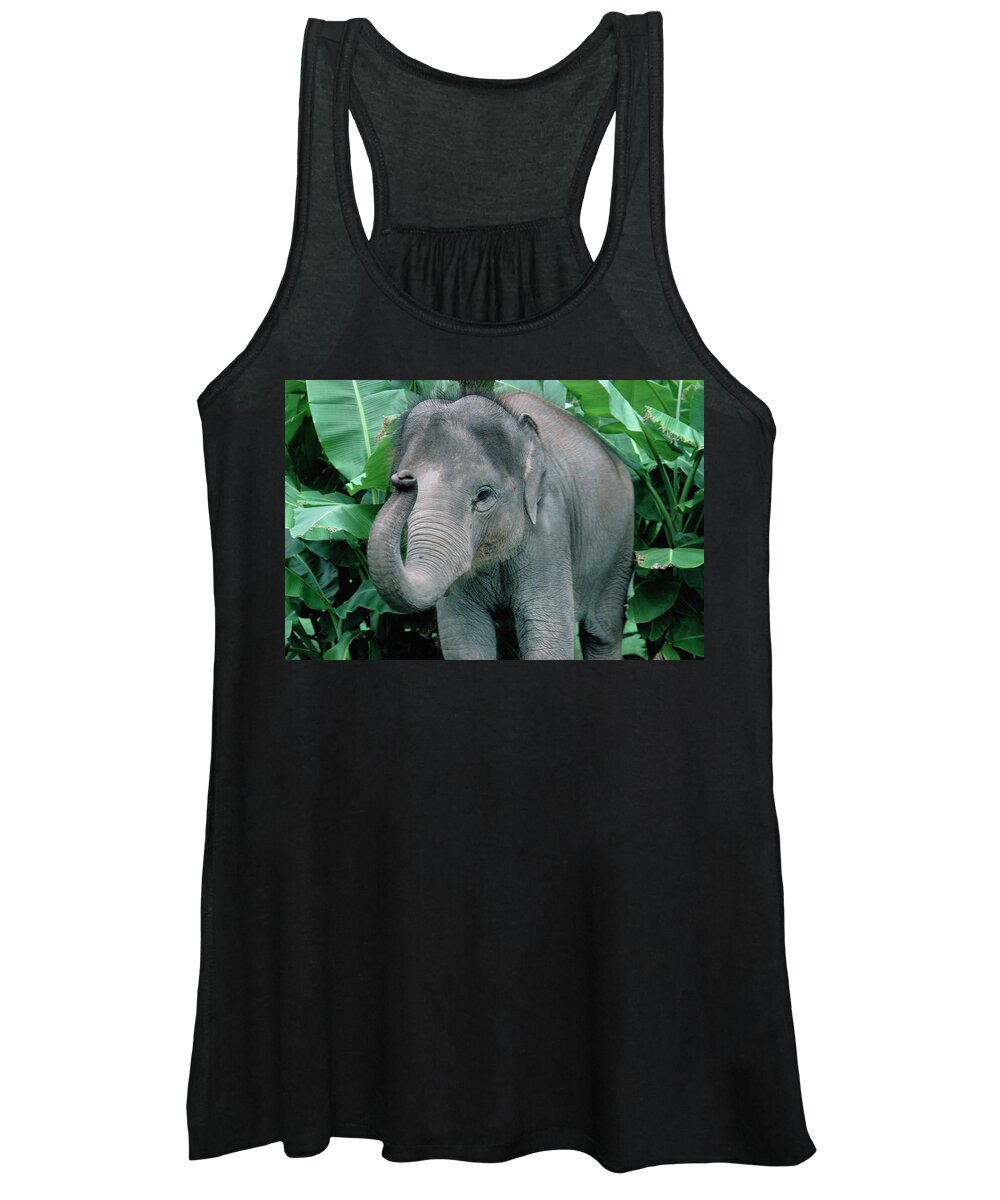 Mp Women's Tank Top featuring the photograph Asian Elephant Elephas Maximus Baby by Gerry Ellis