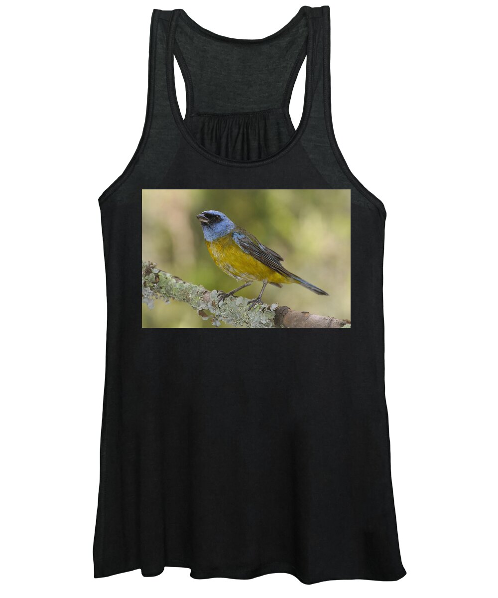 Mp Women's Tank Top featuring the photograph Blue And Yellow Tanager Thraupis by Pete Oxford