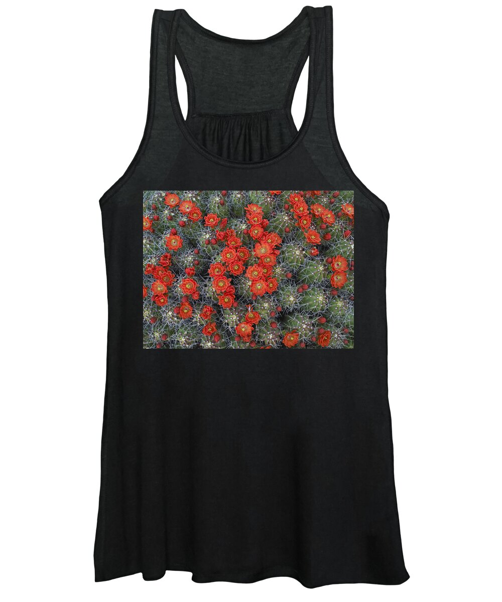 Mp Women's Tank Top featuring the photograph Claret Cup Cactus Echinocereus by Tim Fitzharris