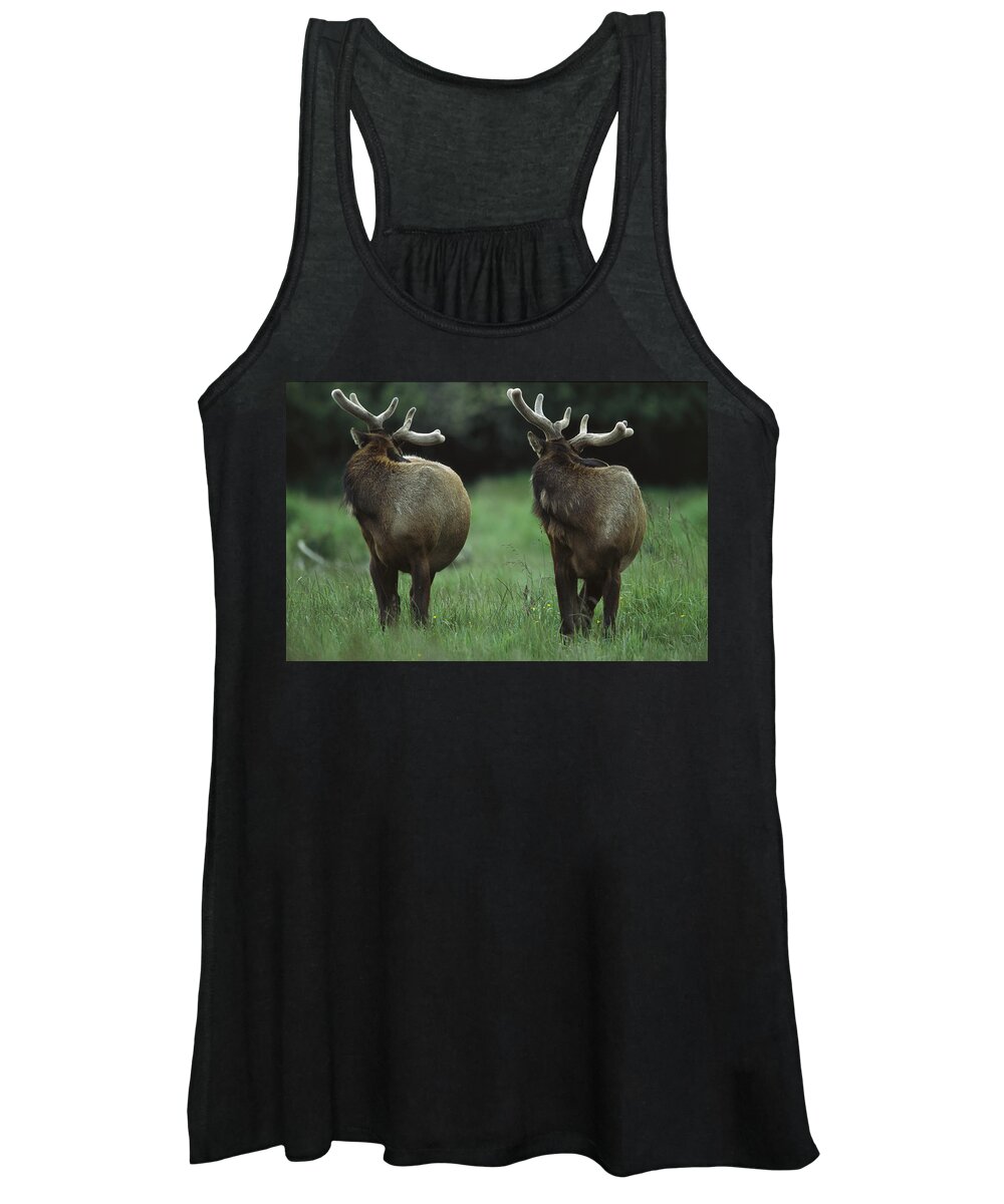 00173975 Women's Tank Top featuring the photograph Elk Pair Looking Behind Them Redwood by Tim Fitzharris
