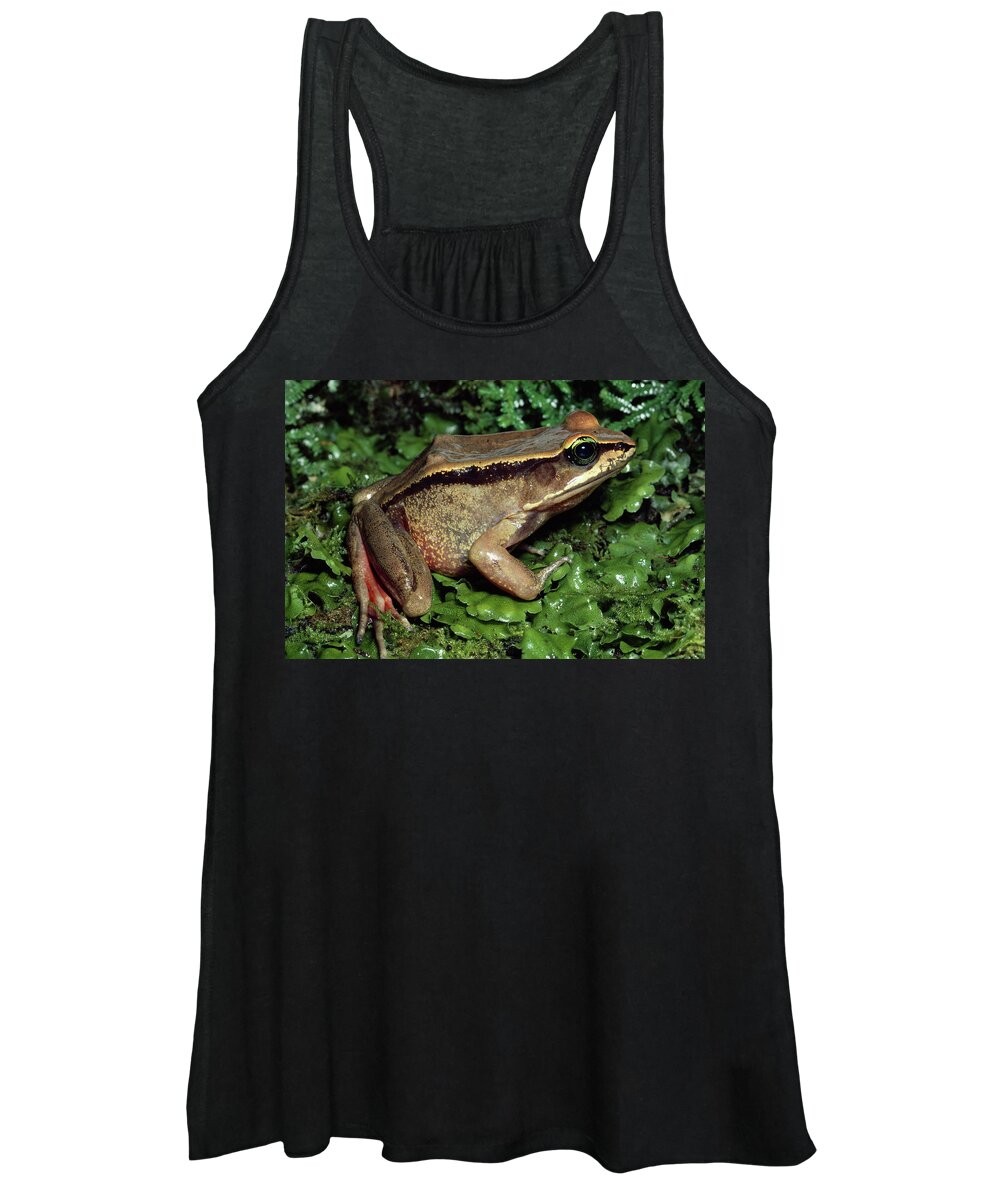 Mp Women's Tank Top featuring the photograph Green-eyed Frog Rana Vibicaria by Michael & Patricia Fogden