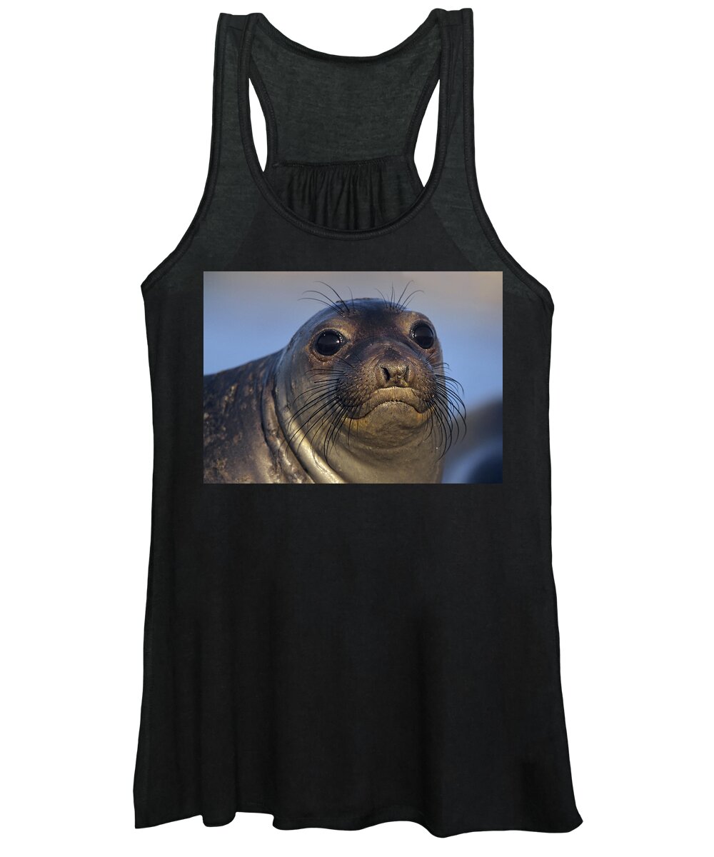 Mp Women's Tank Top featuring the photograph Northern Elephant Seal Pup North America by Tim Fitzharris