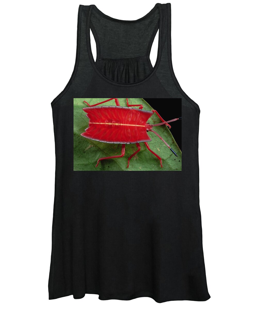 00750412 Women's Tank Top featuring the photograph Red Stink Bug Brunei by Mark Moffett