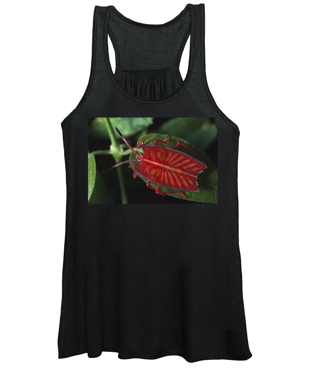 Mp Women's Tank Top featuring the photograph Red Stink Bug Pycanum Rubeus, Northeast by Gerry Ellis