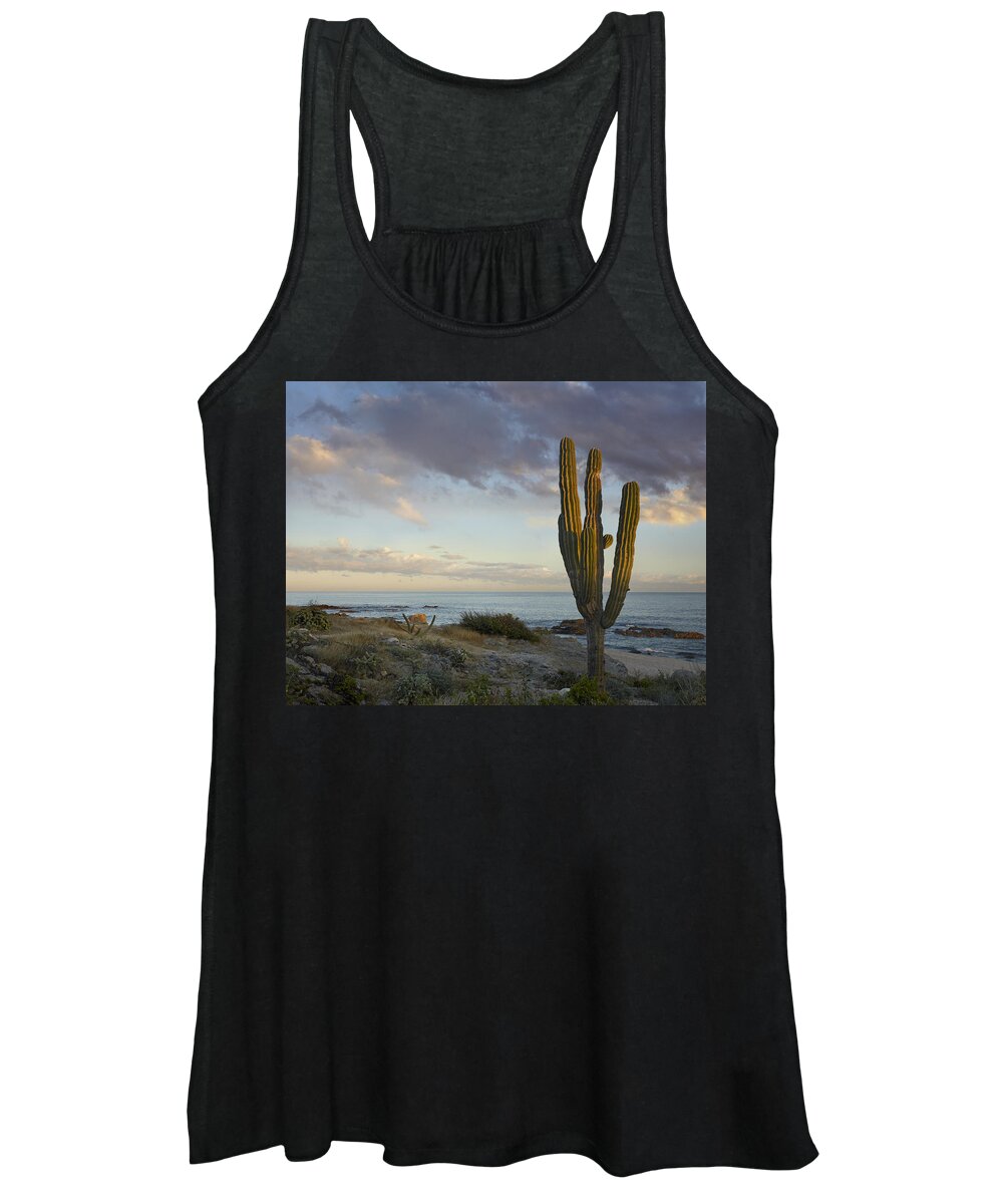 Mp Women's Tank Top featuring the photograph Saguaro Carnegiea Gigantea Cactus by Tim Fitzharris