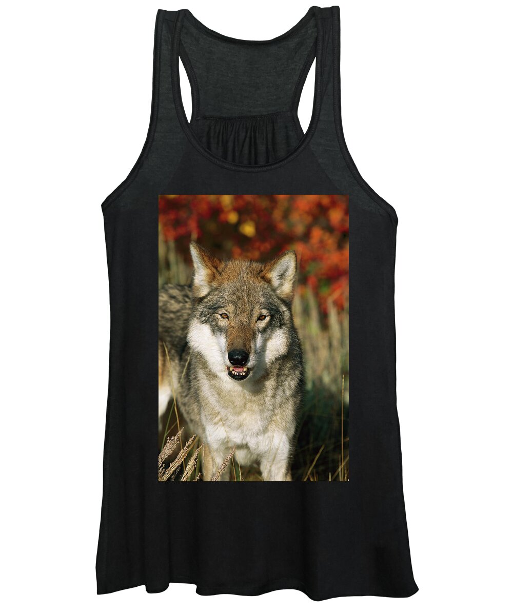 Mp Women's Tank Top featuring the photograph Timber Wolf Canis Lupus Portrait, Teton by Tom Vezo