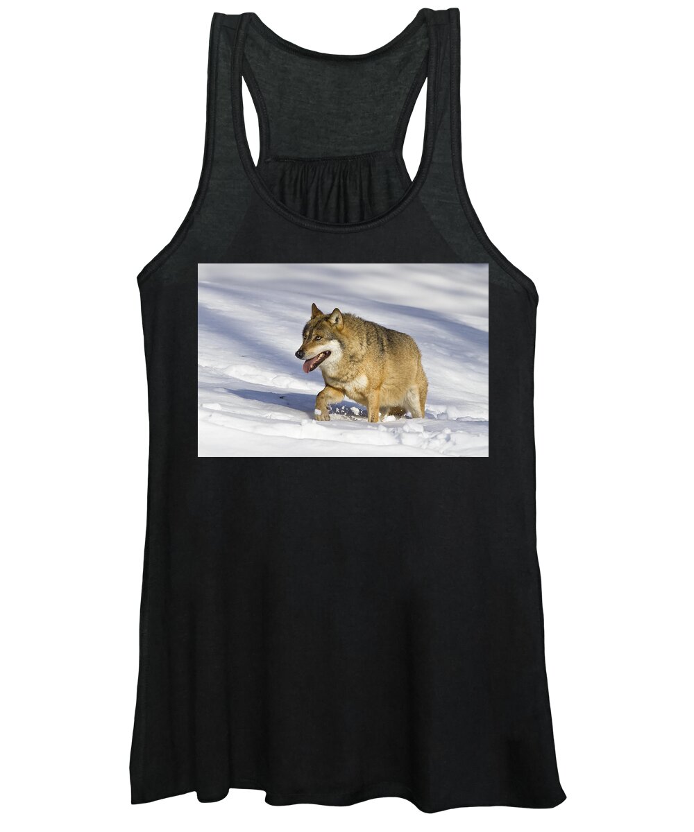 Mp Women's Tank Top featuring the photograph Wolf Canis Lupus Walking In Snow by Konrad Wothe