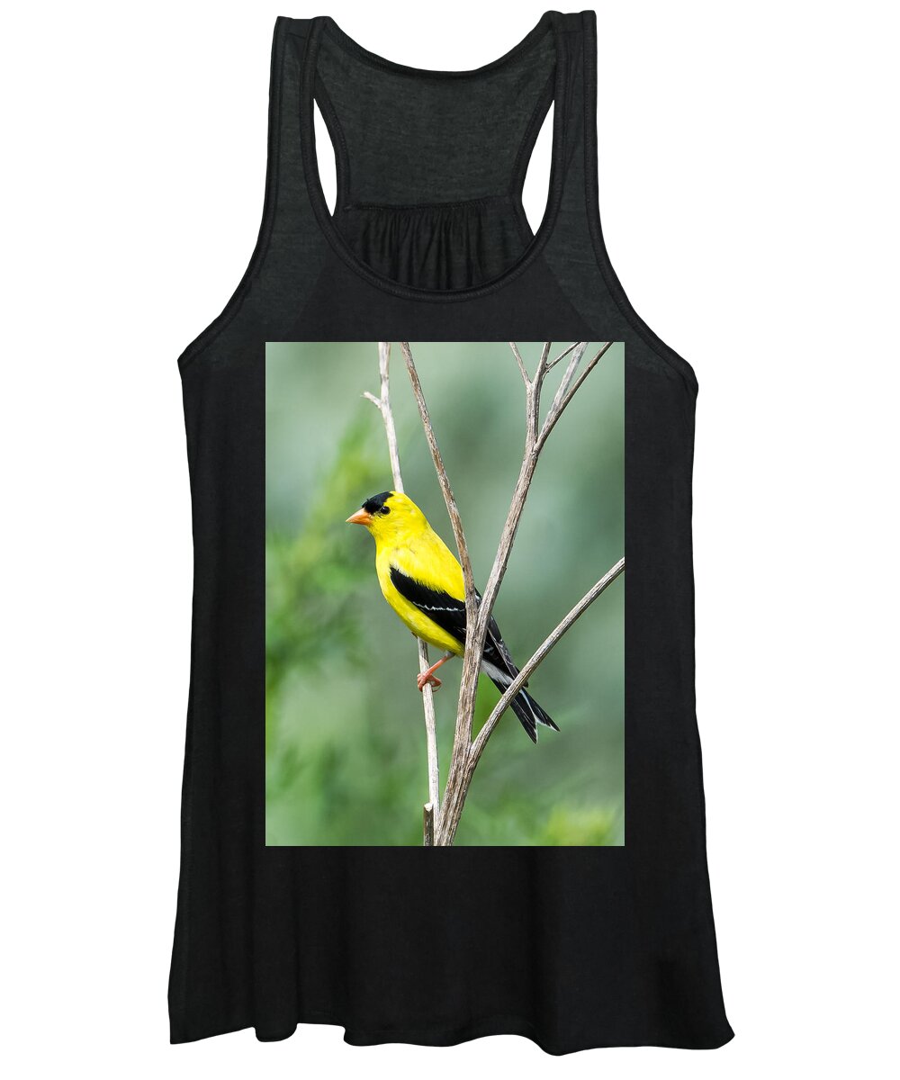 American Goldfinch Women's Tank Top featuring the photograph American Goldfinch  by Holden The Moment