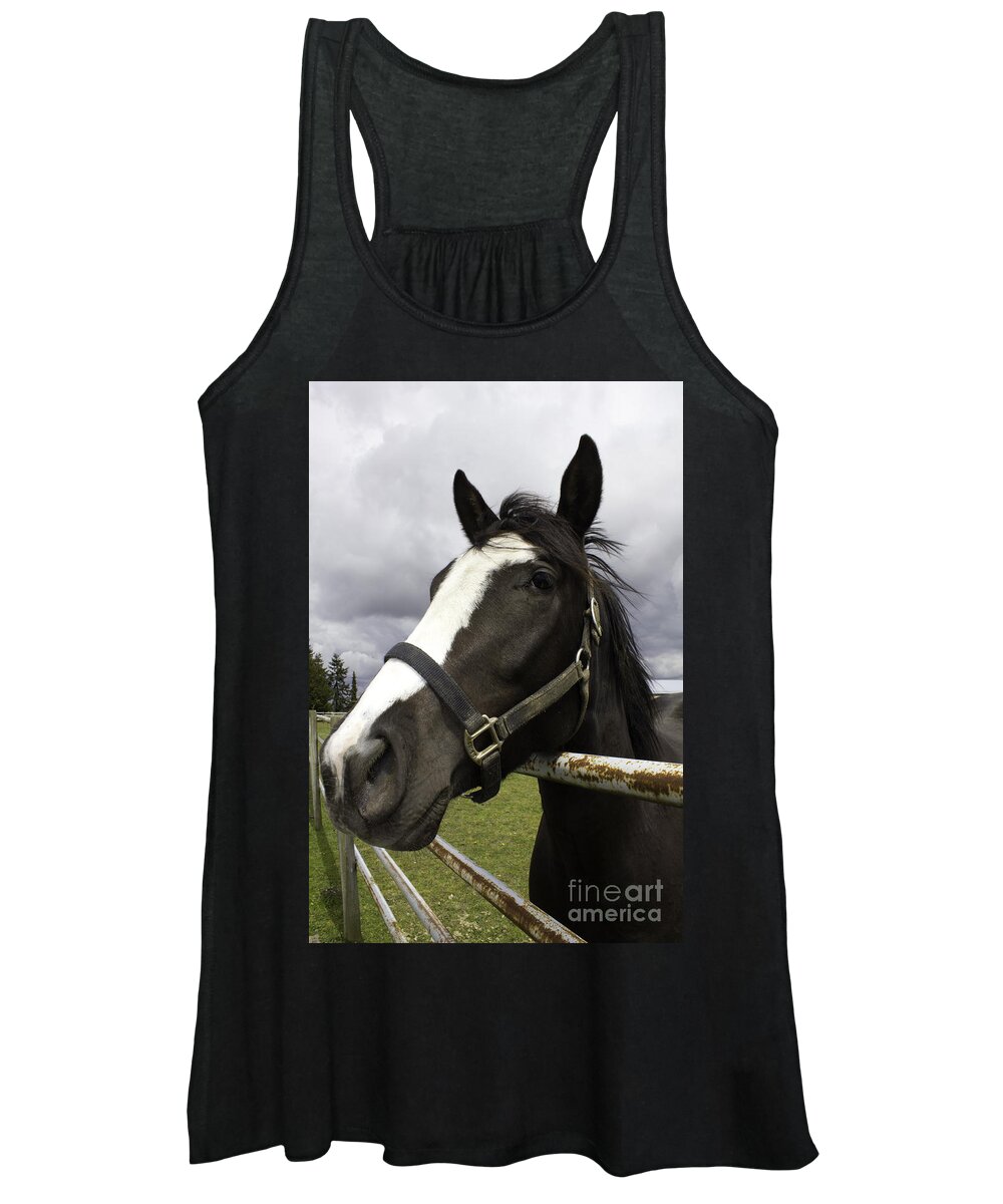Black Horse With White Muzzle Women's Tank Top featuring the photograph Black horse by Donna L Munro