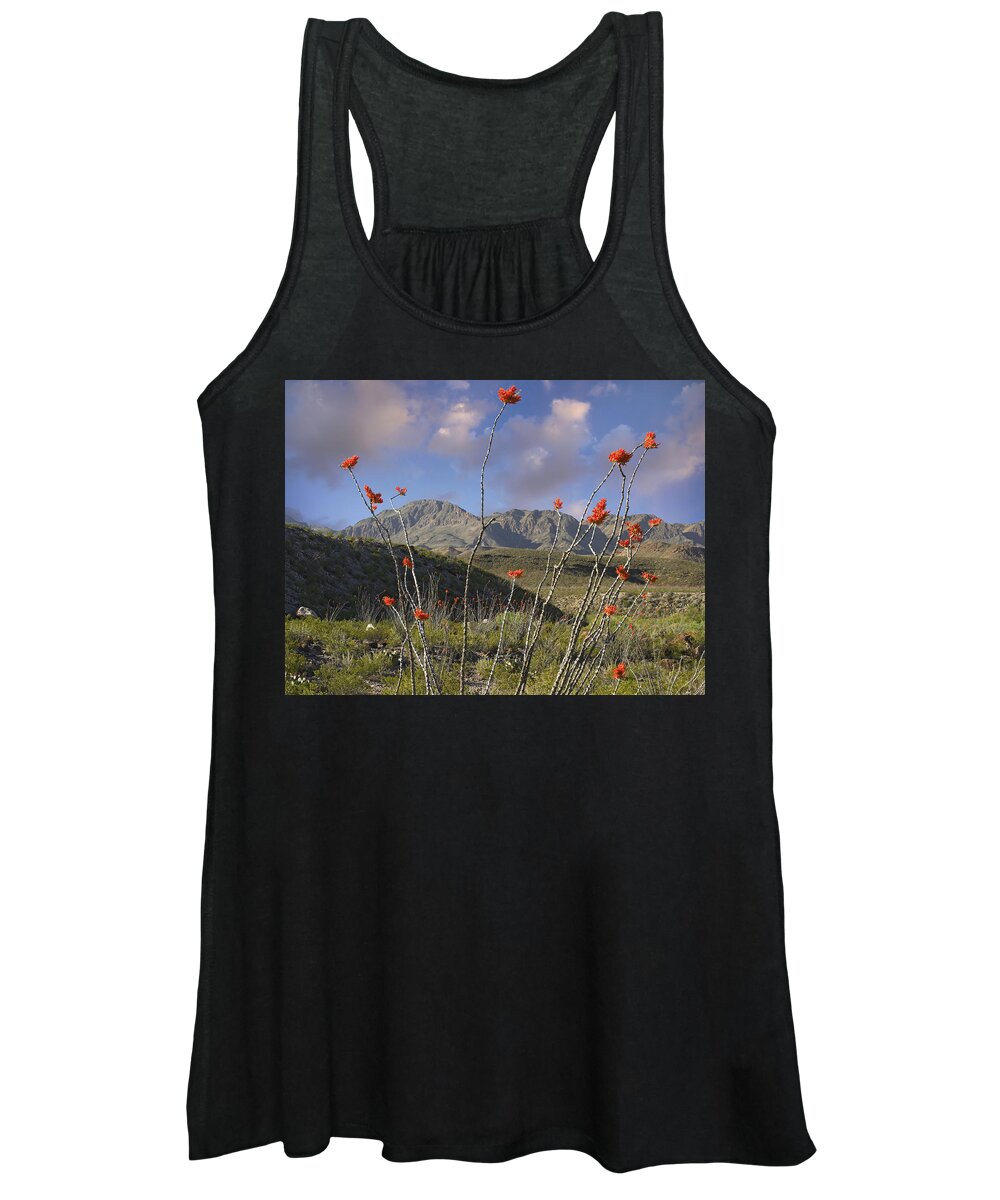 Mp Women's Tank Top featuring the photograph Ocotillo Fouquieria Splendens, Big Bend by Tim Fitzharris
