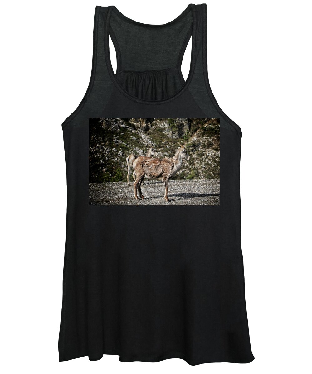 Sheep Women's Tank Top featuring the photograph Stone sheep by Ross Kestin
