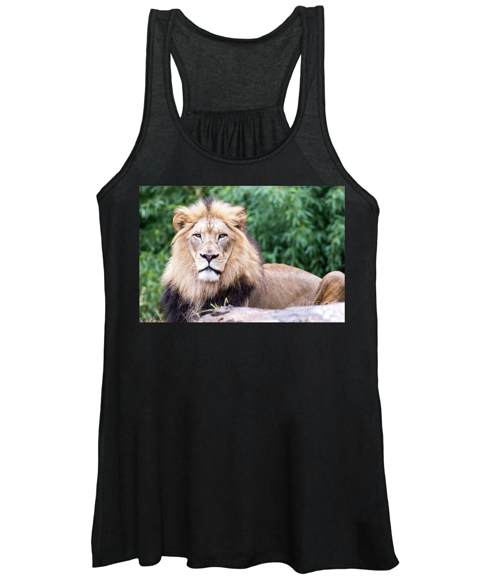 Male Lion Women's Tank Top featuring the photograph The Stare Down by Ed Taylor