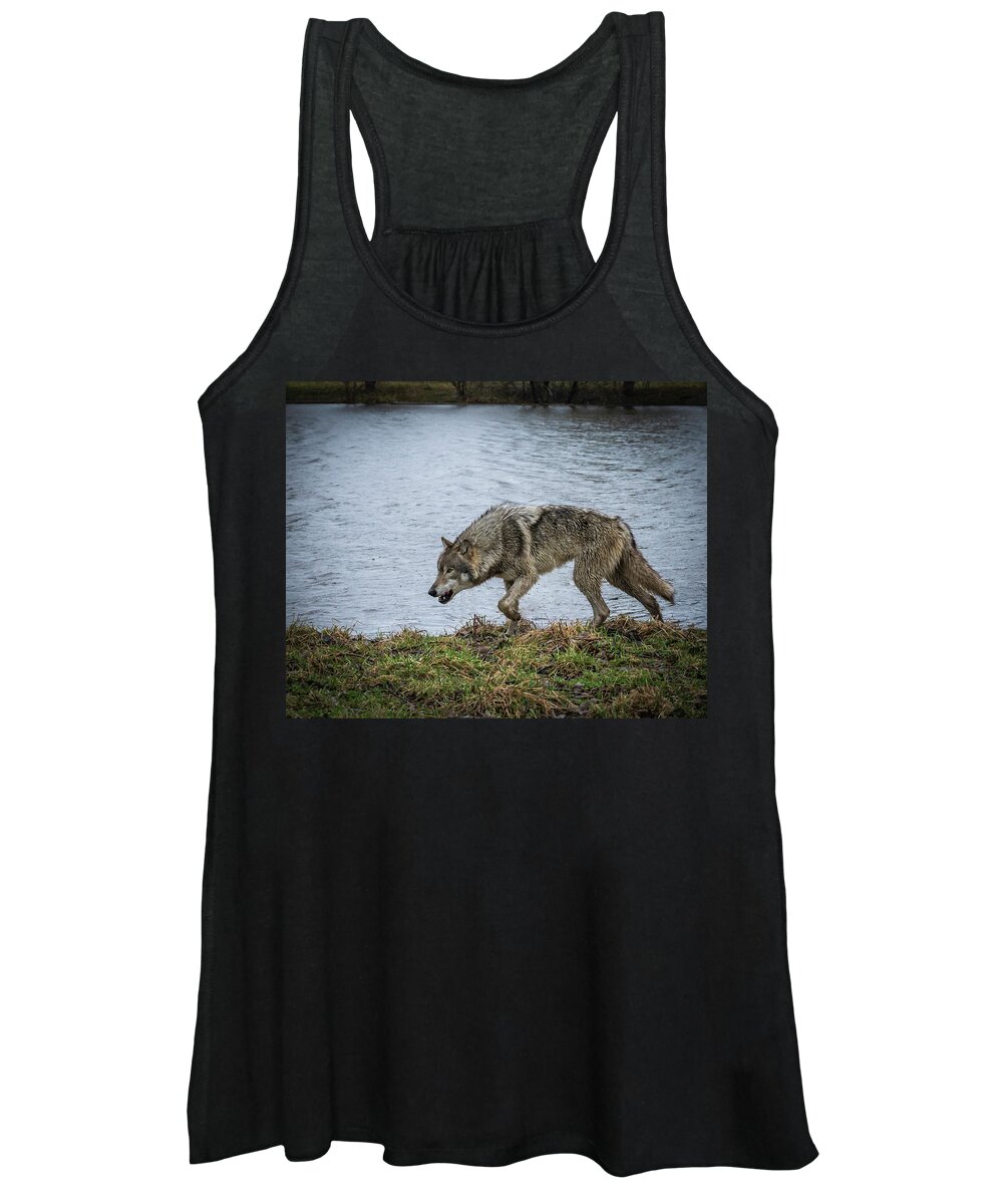 Wolves Wolf Women's Tank Top featuring the photograph Hunting by Laura Hedien