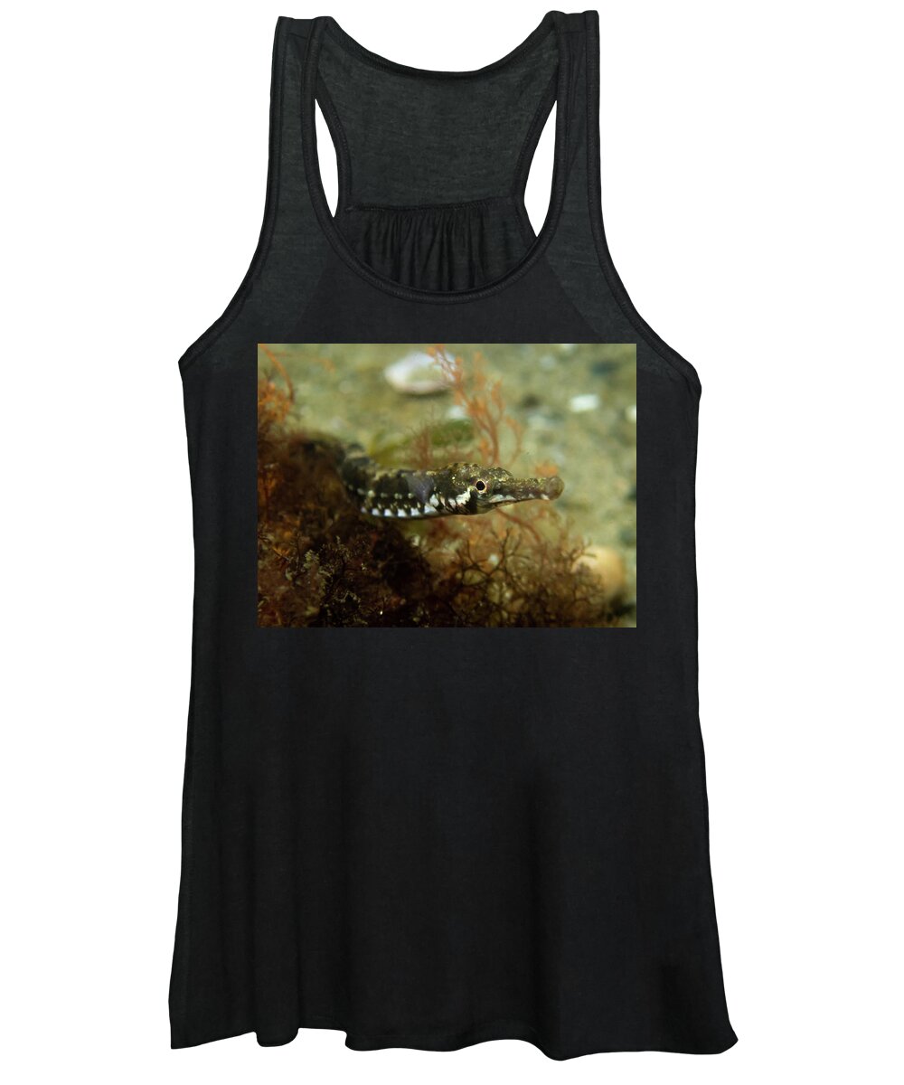 Pipefish Women's Tank Top featuring the photograph Northern pipefish #1 by Brian Weber