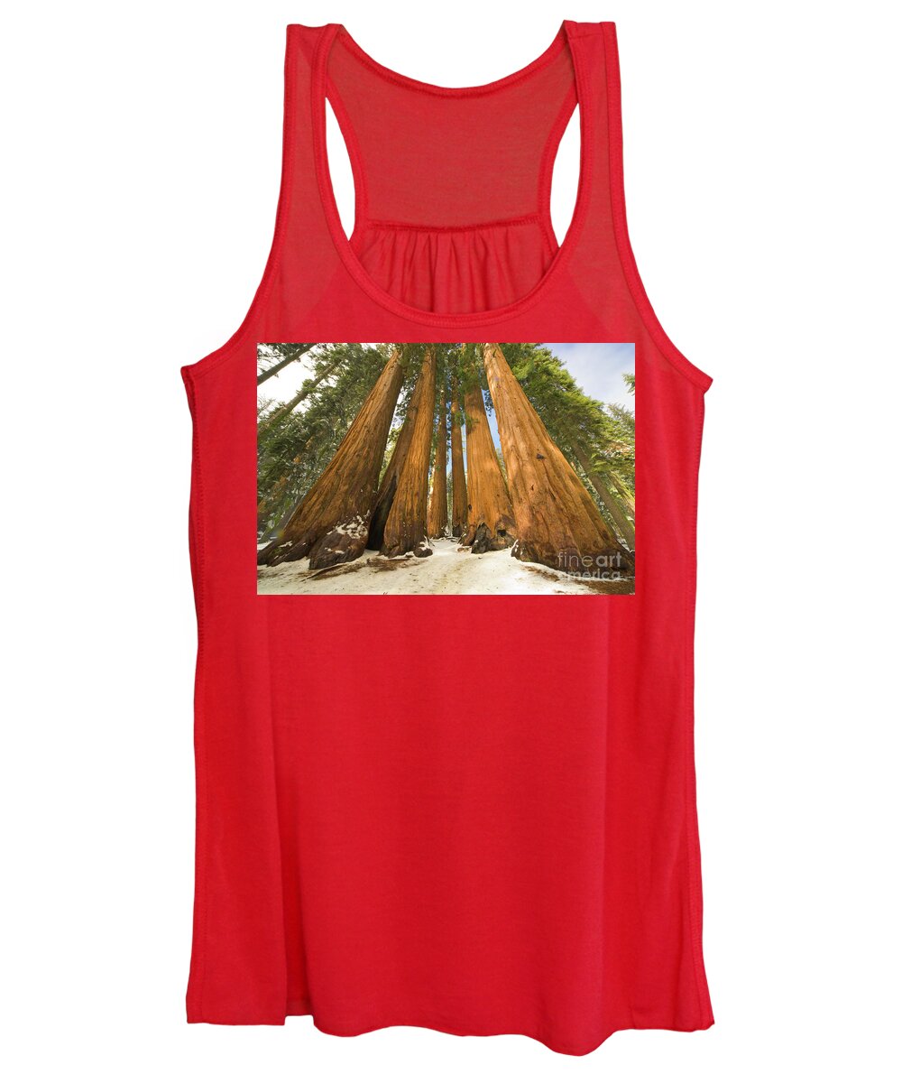 00431218 Women's Tank Top featuring the photograph Giant Sequoias After First Snow by Yva Momatiuk John Eastcott