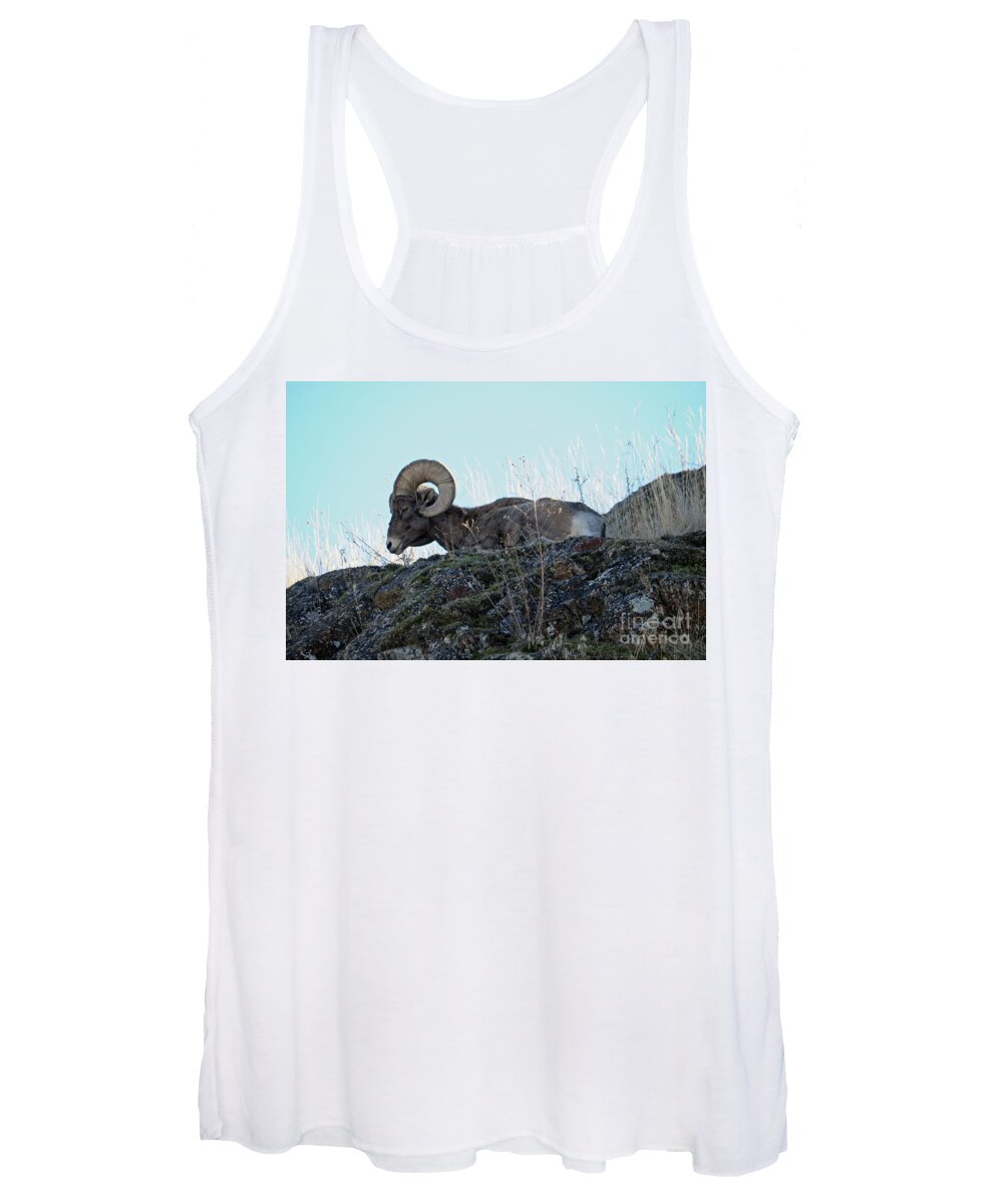 Bighorn Women's Tank Top featuring the photograph Bighorn Sheep by Cindy Murphy - NightVisions