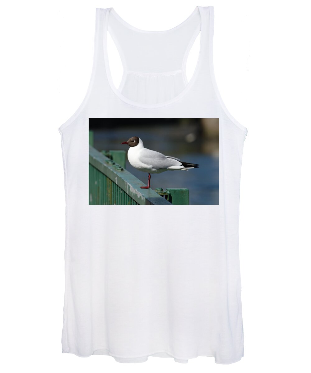 Bird Women's Tank Top featuring the photograph Black Headed Gull On Fence by Adrian Wale