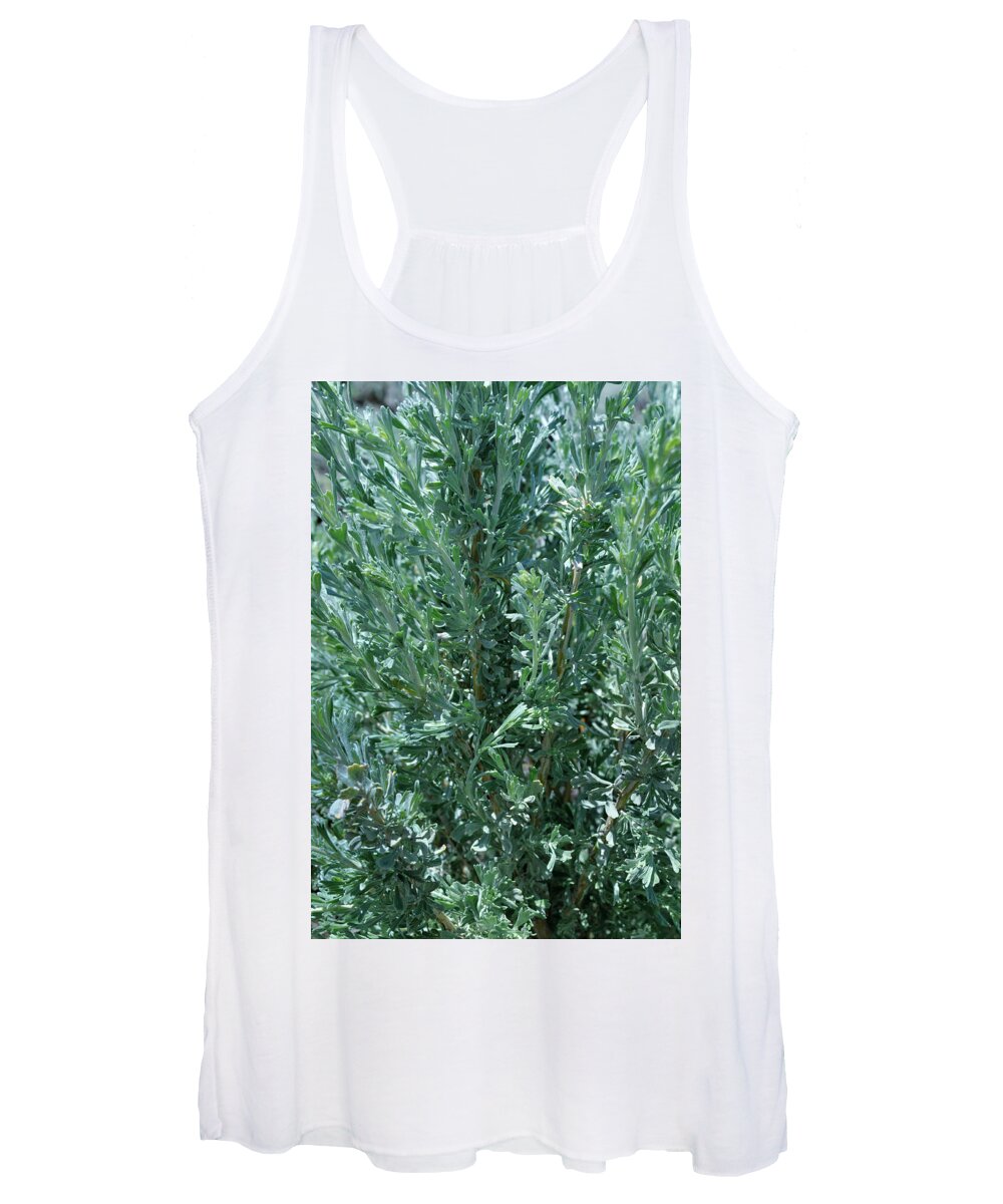 Landscape Women's Tank Top featuring the photograph New Sage by Ron Cline
