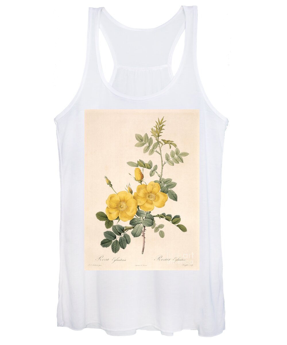 Rosa Women's Tank Top featuring the drawing Rosa Eglanteria by Pierre Joseph Redoute