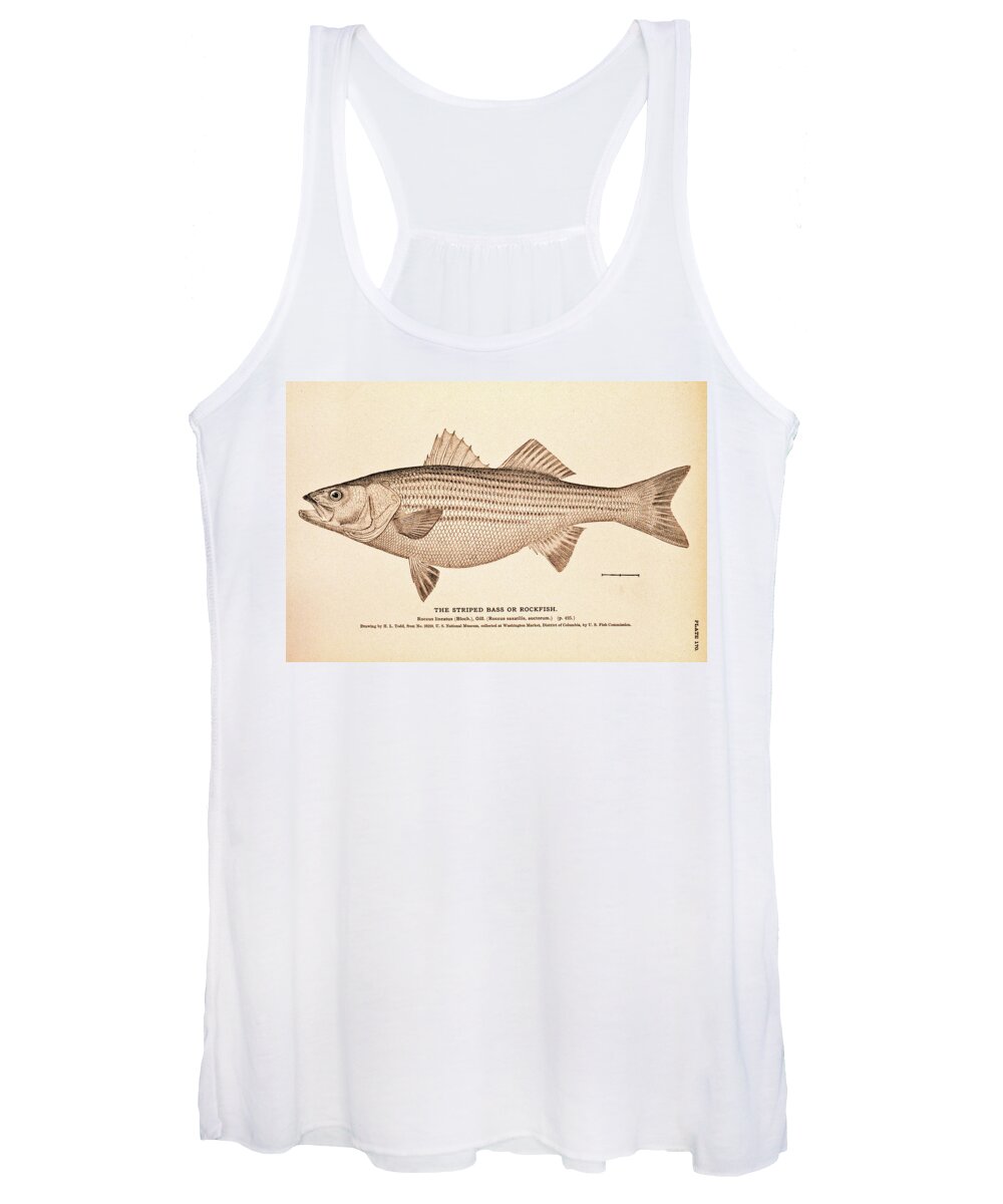 Striper Women's Tank Top featuring the drawing Striped Bass by Nautical Chartworks