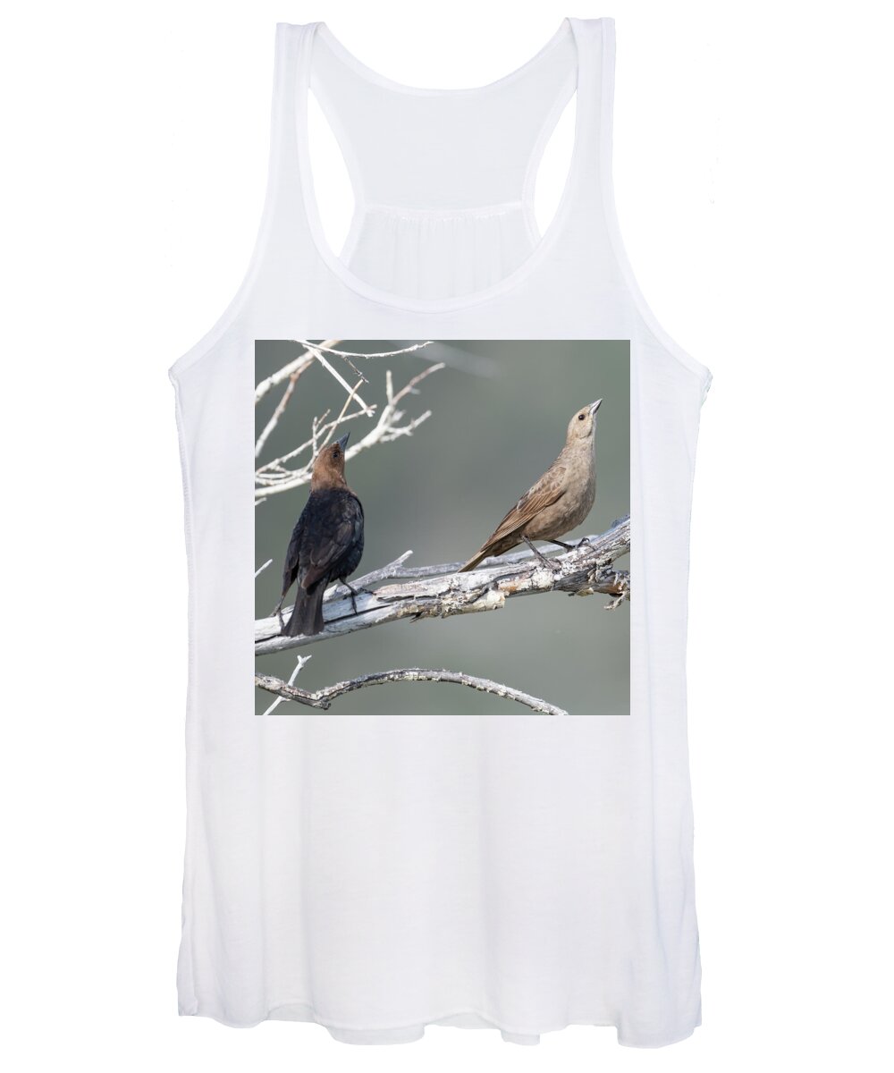 Hwy395adventure Women's Tank Top featuring the photograph Brown Headed Cowbirds by Mike Gifford