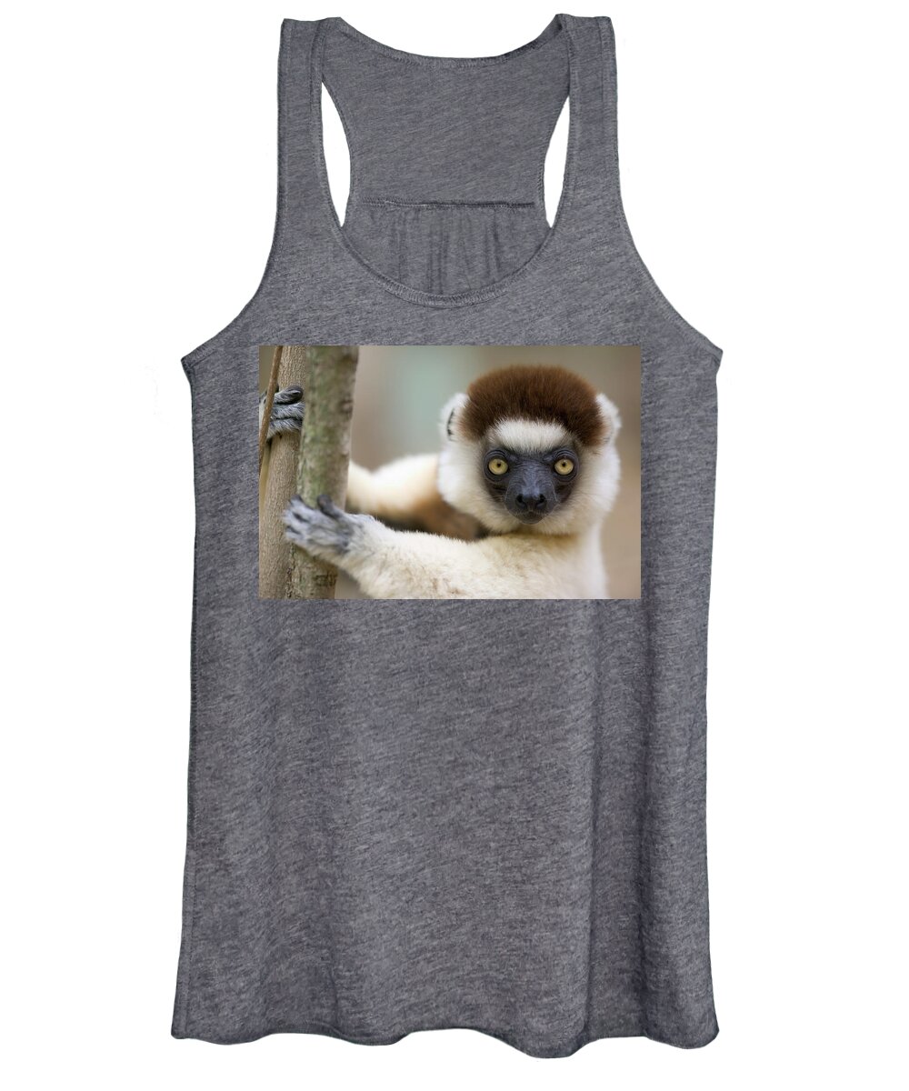 00621033 Women's Tank Top featuring the photograph Verreauxs Sifaka in Berenty by Cyril Ruoso