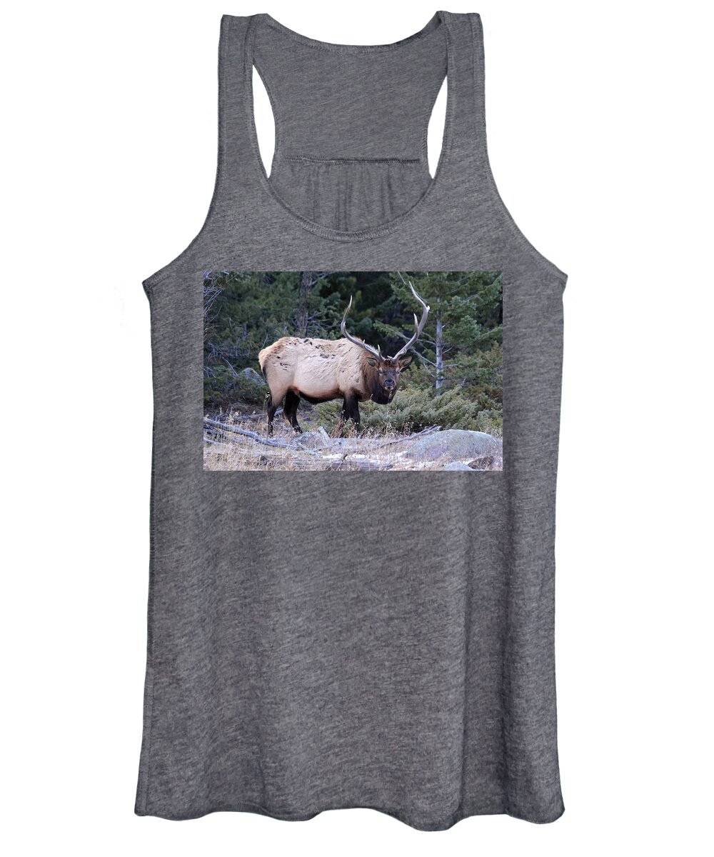 Bull Elk Women's Tank Top featuring the photograph Colorado Bull Elk #1 by Shane Bechler