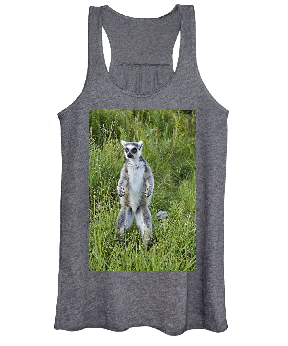 Africa Women's Tank Top featuring the photograph Curious Ring-Tail by Michele Burgess