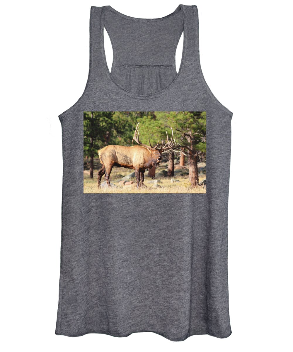 Elk Women's Tank Top featuring the photograph Evening Roundup by Shane Bechler