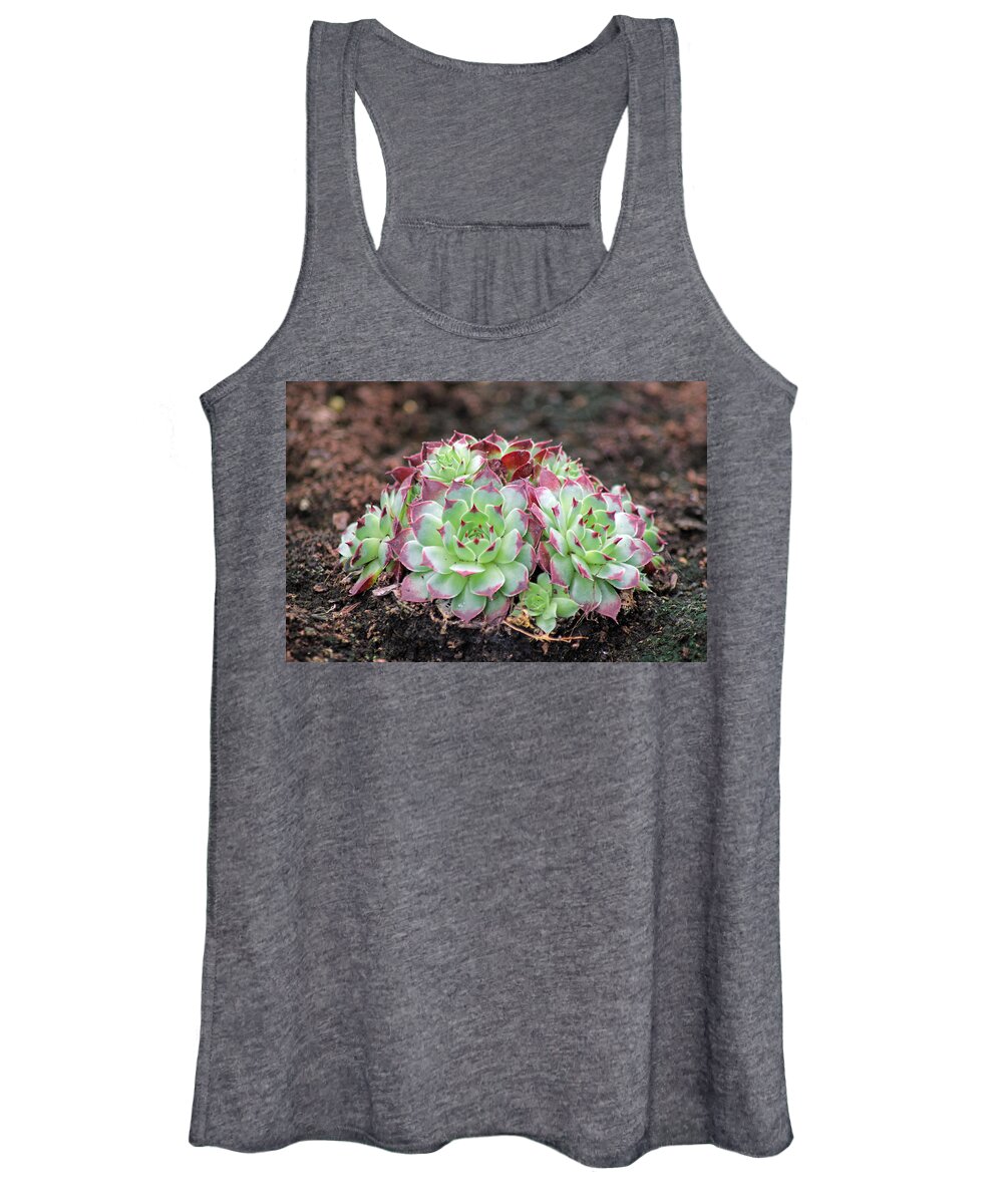 Succulents Women's Tank Top featuring the photograph Hen and Chicks by Tony Murtagh