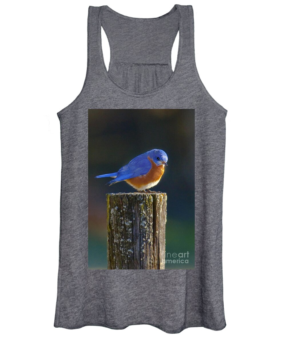 Male Women's Tank Top featuring the photograph Male Bluebird by Ronald Lutz