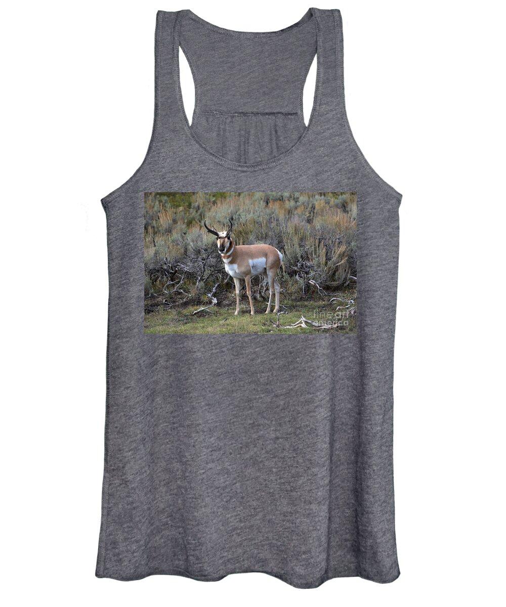 Pronghorn Women's Tank Top featuring the photograph Pronghorn by John Greco