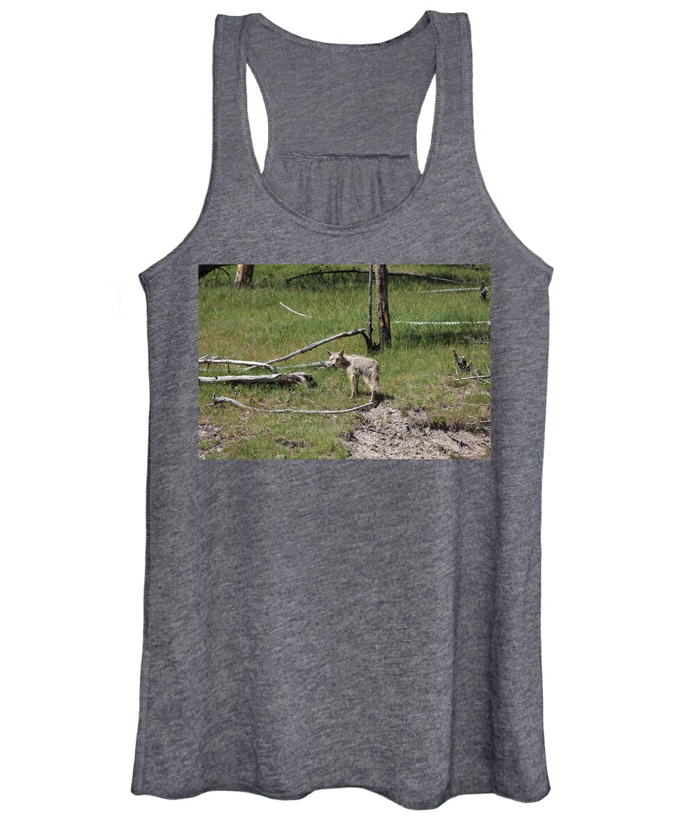 Coyote Women's Tank Top featuring the photograph Yellowstone Coyote by Josh Bryant