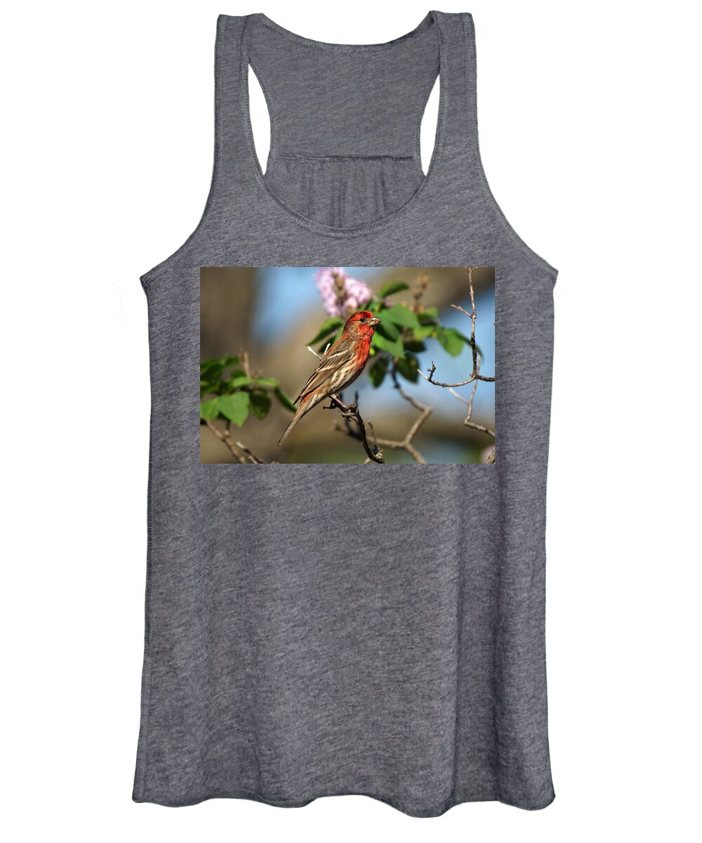 Bird Women's Tank Top featuring the photograph Finch in Lilac Bush by Alan Hutchins