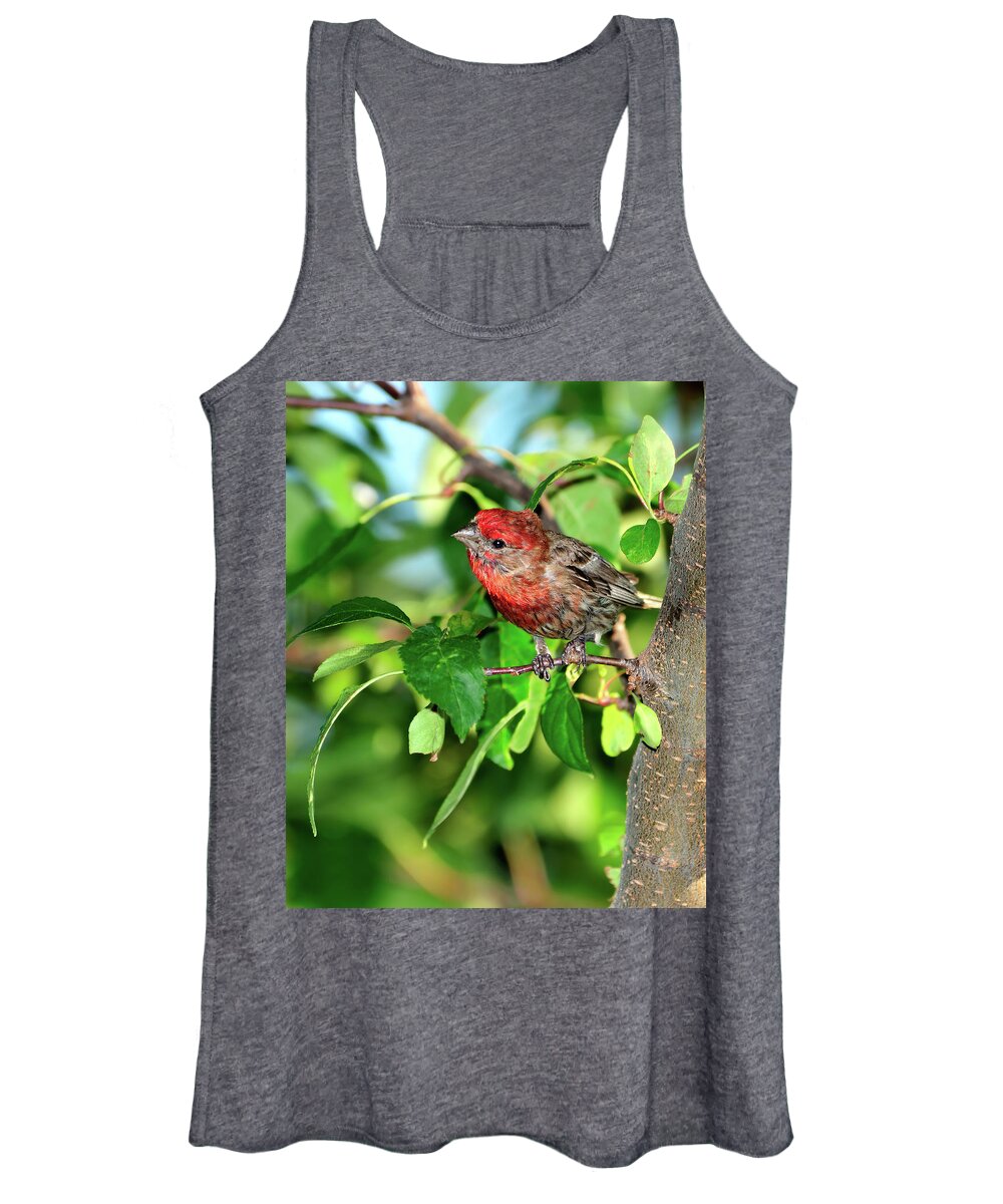 Finch Women's Tank Top featuring the photograph Inquisitive #1 by Betty LaRue