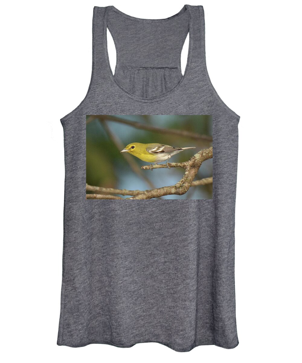 Bird Women's Tank Top featuring the photograph Yellow-throated Vireo #1 by Alan Lenk
