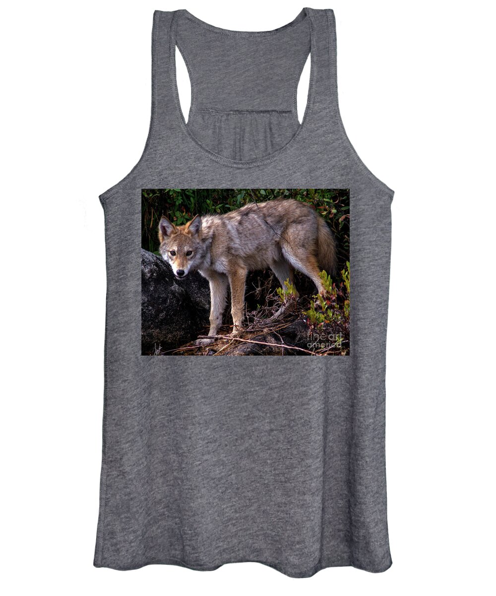 Coyote Women's Tank Top featuring the photograph Coyote Portrait by Jane Axman