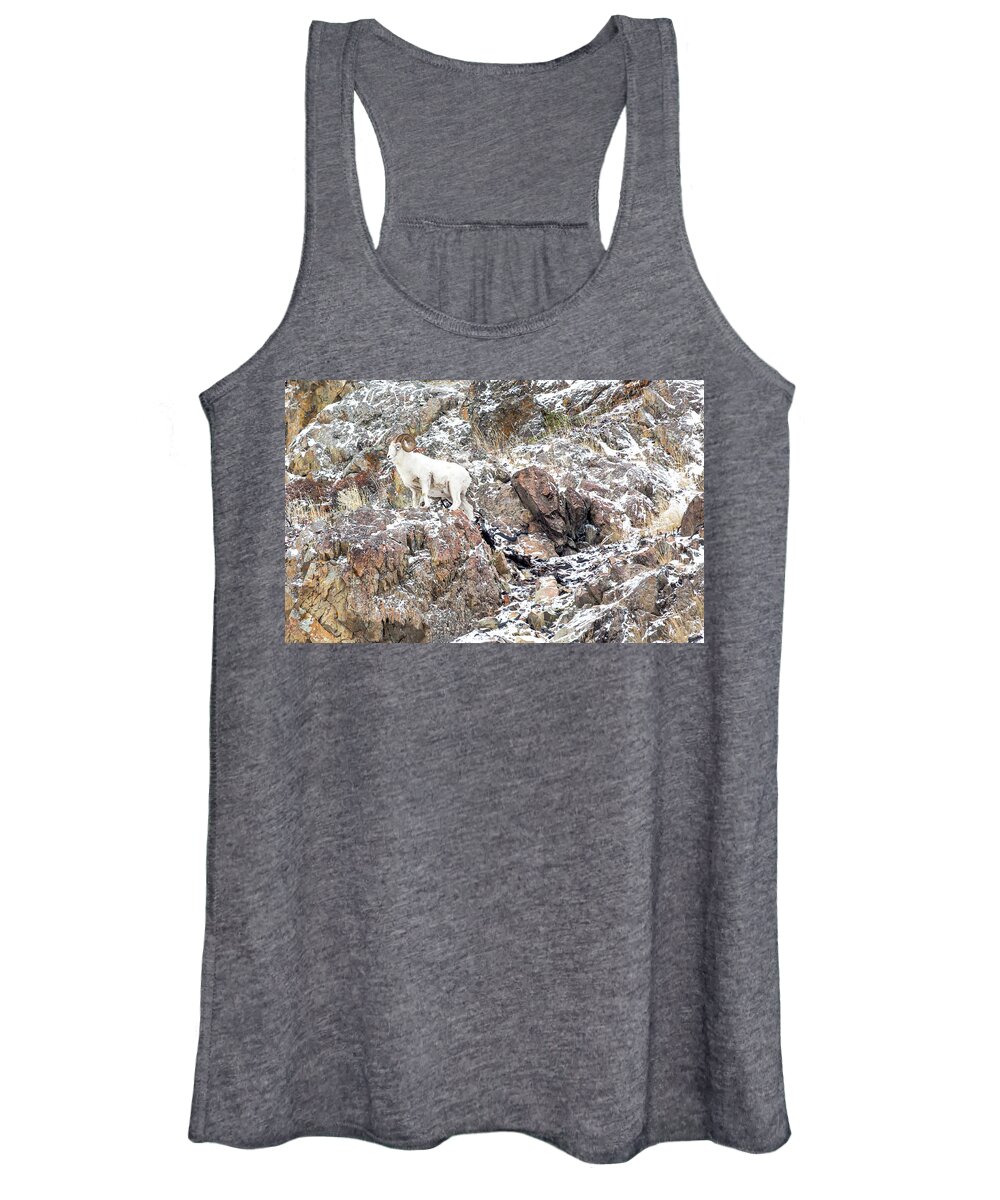 Sam Amato Photography Women's Tank Top featuring the photograph Dahl Sheep by Sam Amato