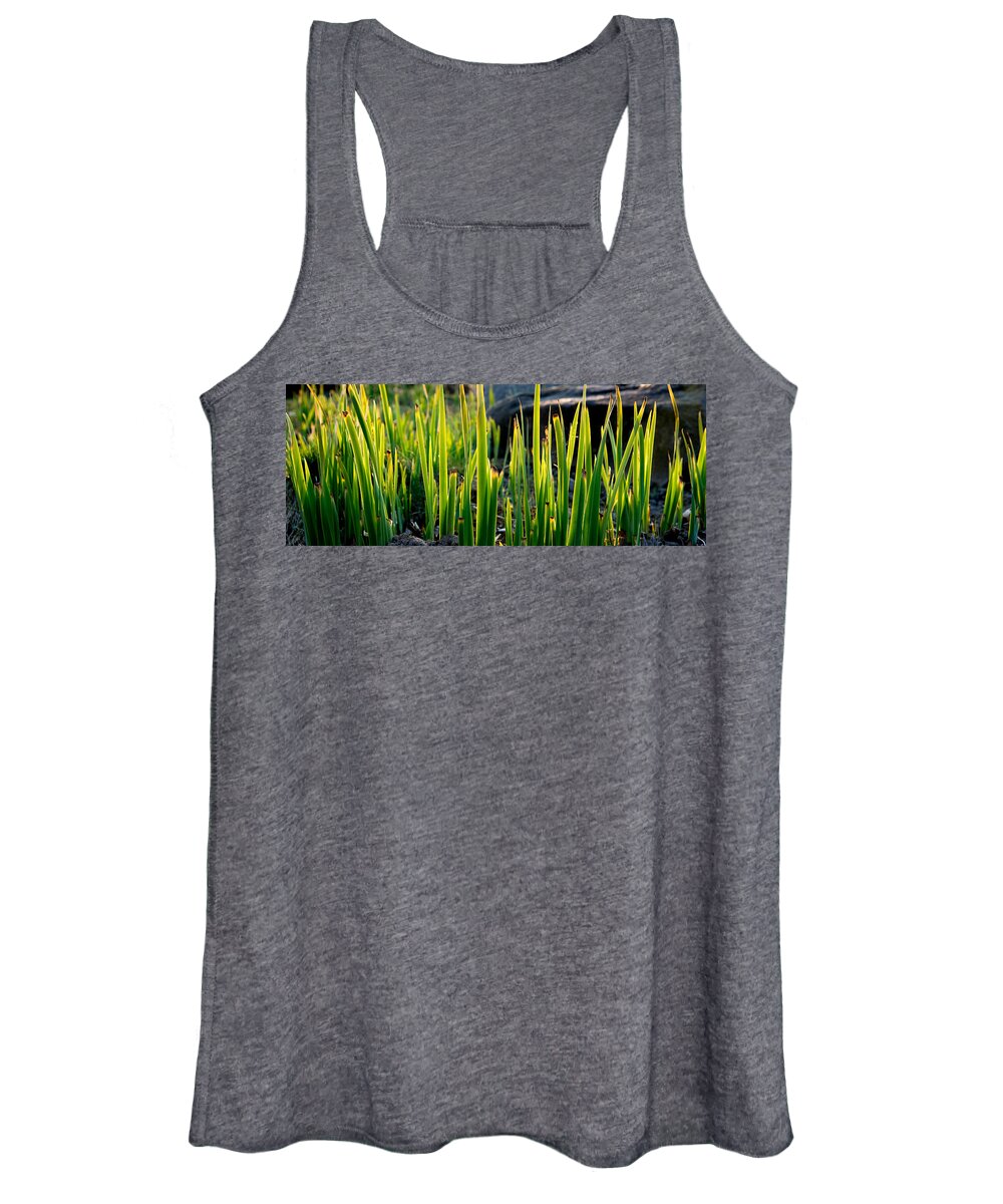 Grass Women's Tank Top featuring the photograph Grassy Sunshine by Andreas Berthold