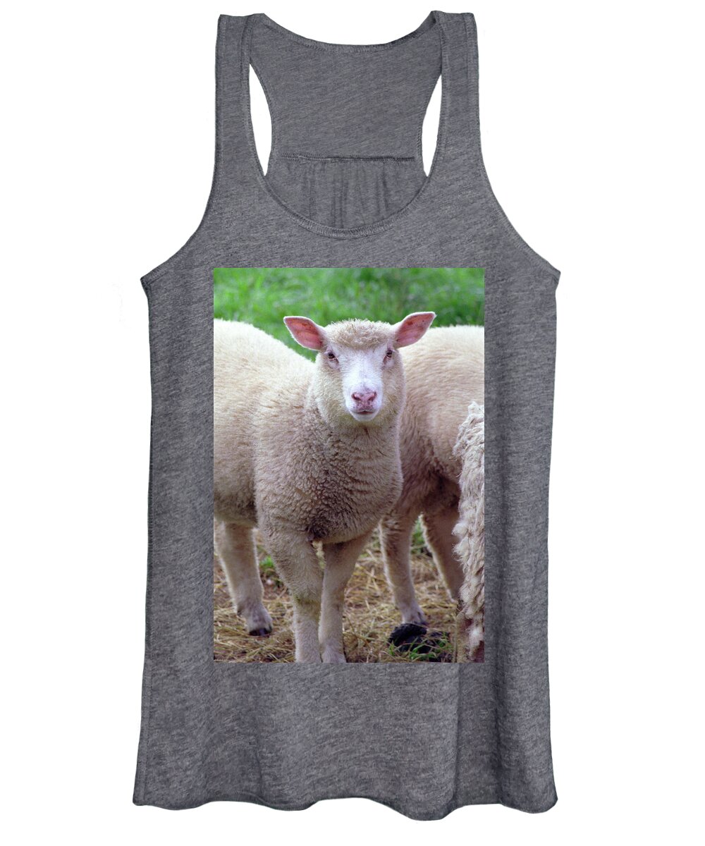 Lamb Women's Tank Top featuring the photograph Lamb by Frank DiMarco